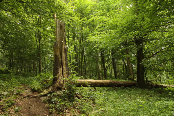 Nature 4